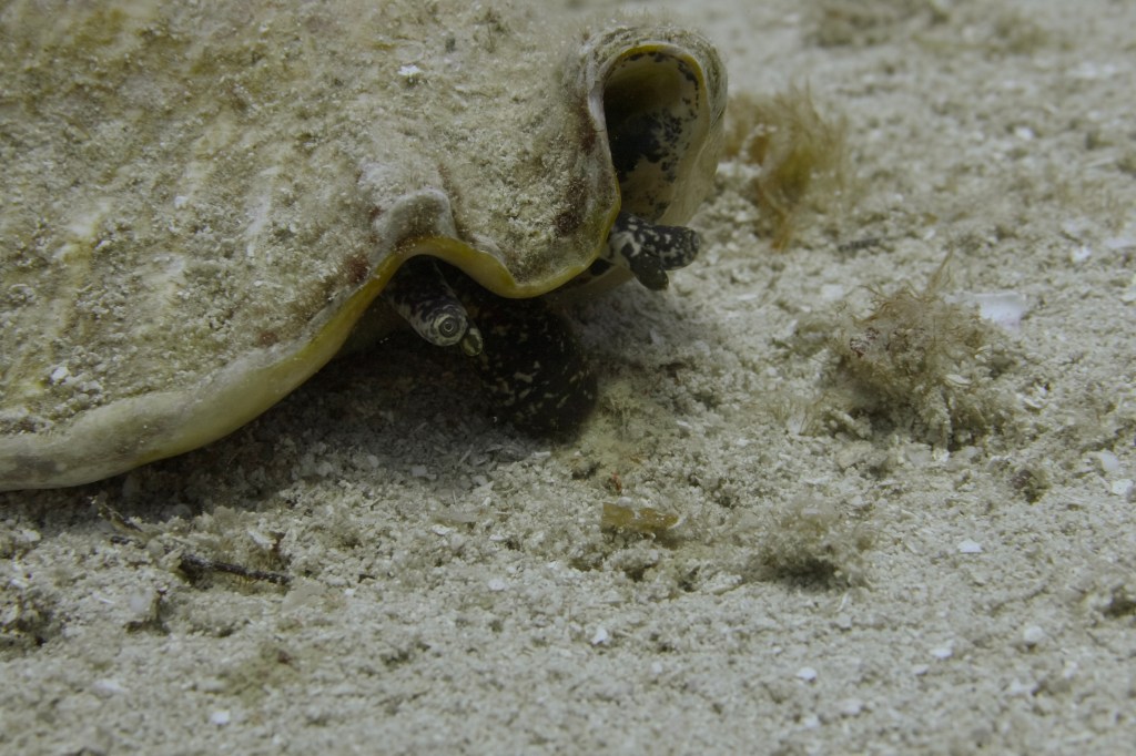 A close-up image of a conch shell partially buried in sandy ocean floor, with a small fish peeking out from underneath.