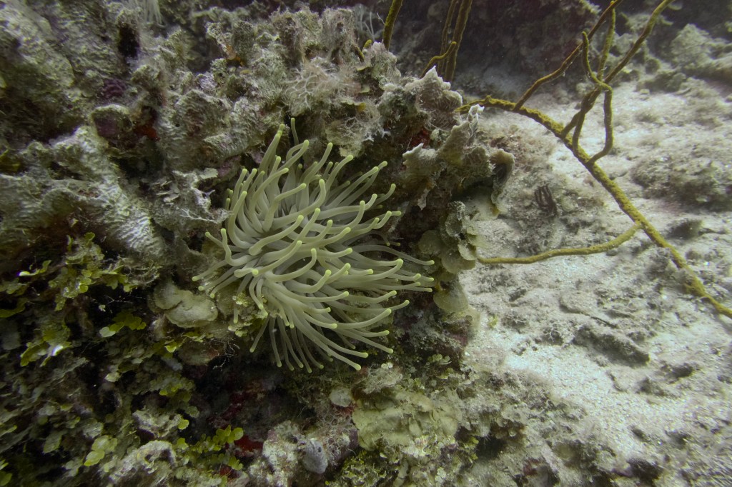 A close-up of a sea anemone surrounded by coral and marine vegetation on the ocean floor.