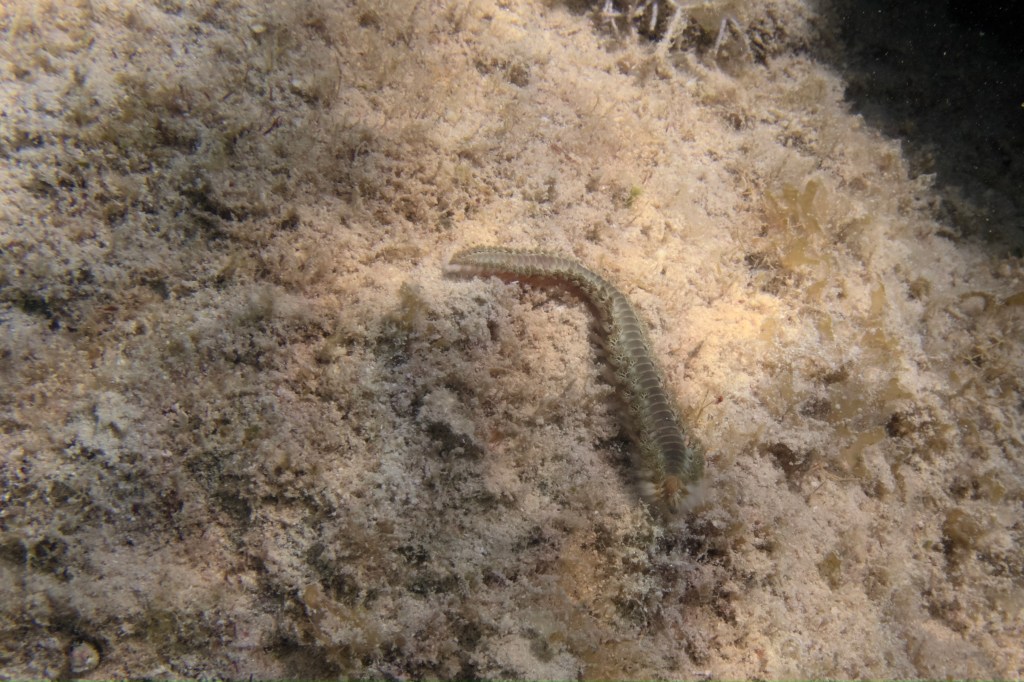 A close-up of an underwater scene showing a segmented marine worm on sandy substrate.