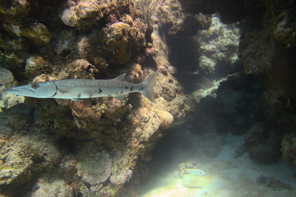 A barracuda swimming among coral reefs underwater.