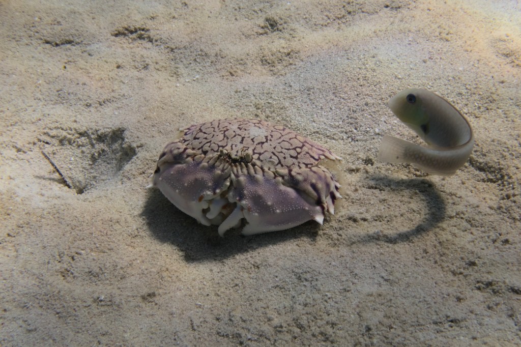 A purple and white crab on sandy ocean floor with a small fish swimming nearby.