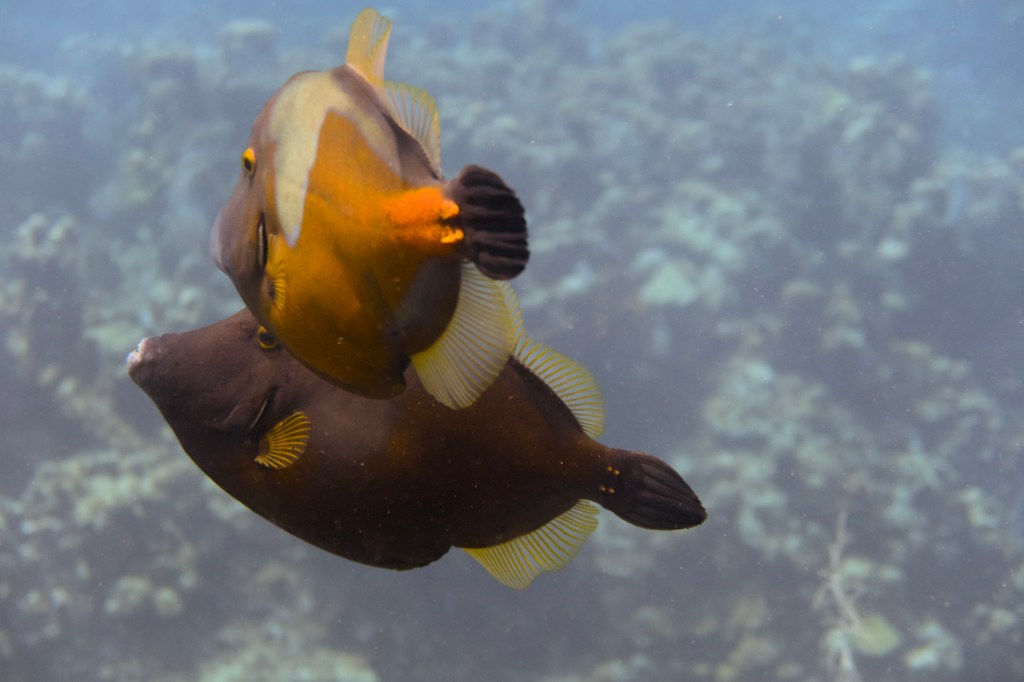 Two colorful fish swimming together underwater, showcasing their contrasting colors and fins in a coral reef environment.