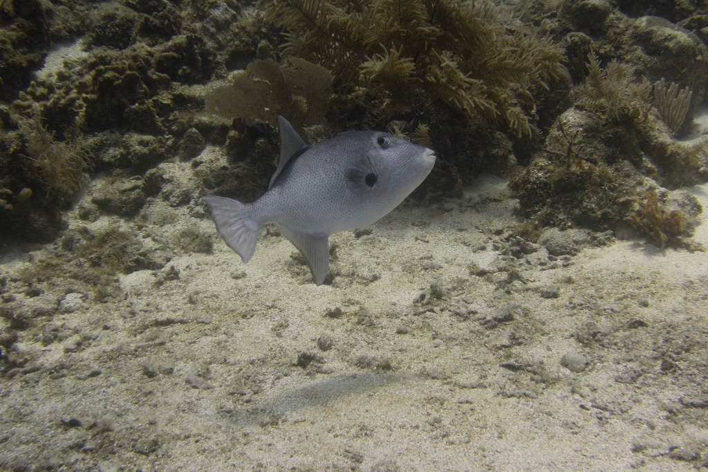 A single fish swimming near the ocean floor, surrounded by coral and sandy substrate.