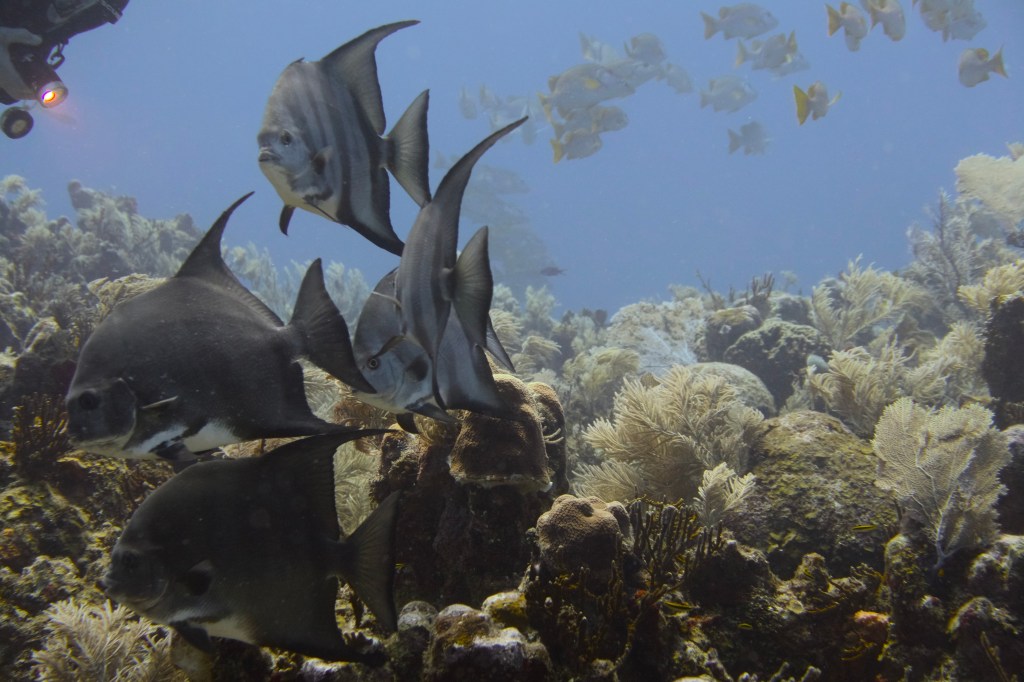 A group of several fish swimming near colorful coral reefs in clear blue water.