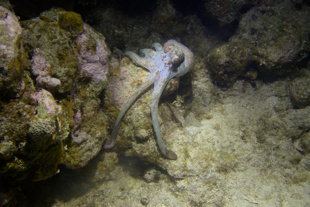 A large octopus nestled among coral formations underwater.