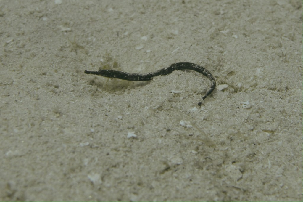 A small, thin sea creature resembling a snake resting on sandy ocean floor.