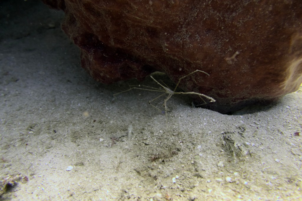 A slender marine spider-like creature is seen crawling on the sandy ocean floor, partially hidden under a rock.