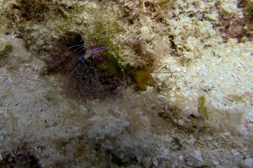 A close-up of a colorful underwater scene featuring a shrimp partially hidden among corals and sand.