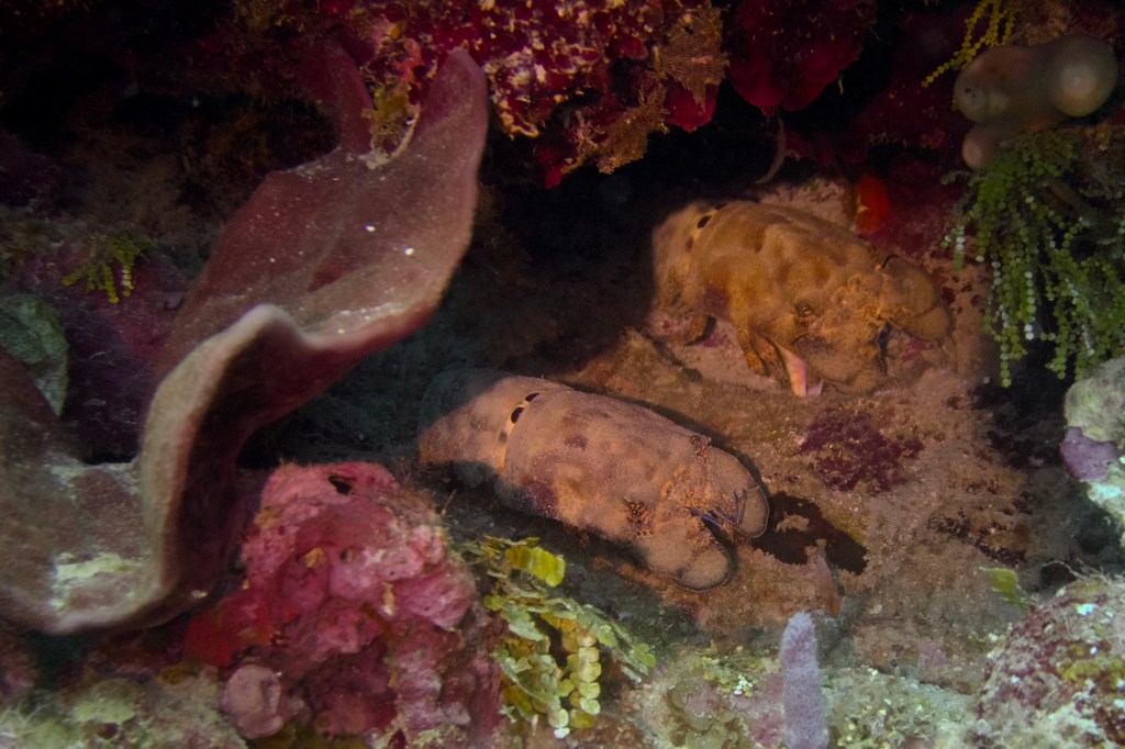 Two Spanish lobsters resting on the ocean floor surrounded by colorful coral and marine vegetation.
