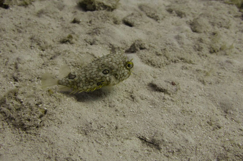 A small pufferfish with a textured body swims close to the sandy ocean floor.